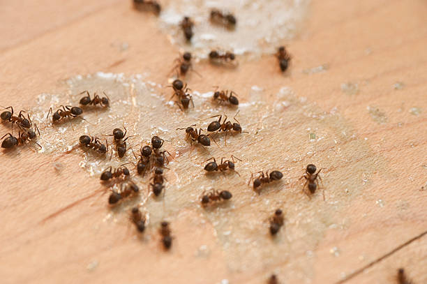 Wasp Removal Services in Marshallton, PA